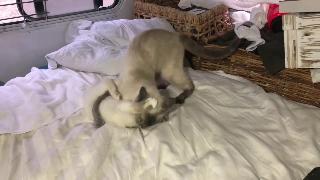 Мама кошка избивает котенка и его избивает папочка