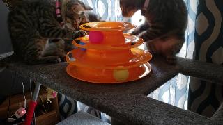 Котята играют с игрушкой желания