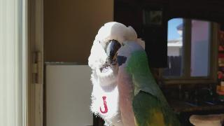 У моих попугаев возникают проблемы в отношениях джерси и пикассо