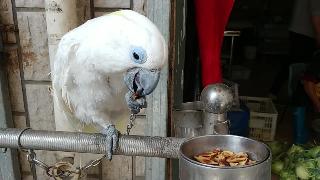 Старый попугай с тремя клювами едят странную еду